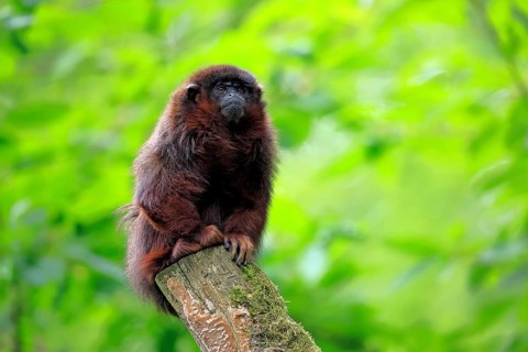 Coppery titi (Plecturocebus cupreus, syn.: Callicebus cupreus), adult, alert, sitting, tree trunk,