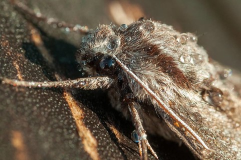 Hyloicus pinastri, pine swarmer, pine hawk moth, sphinx pinastri, pine arrow, butterfly, insects,