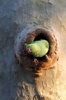 A parrot dances in the light and shade as it peeks out of a tree hollow, a ring-necked parakeet