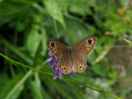 A brown-eyed hawk-moth (Lasiommata maera) spreads its wings on a purple flower, Goms, Canton of