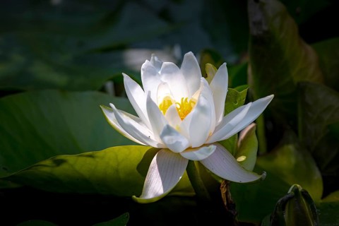 The European white water lily (Nymphaea) in full bloom on a pond, with green leaves in the