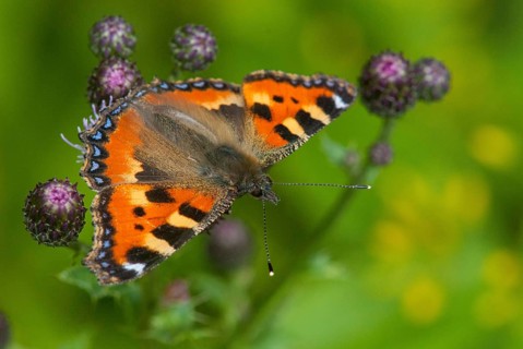 Aglais urticae, little fox, nymphalis urticae, small tortoiseshell, butterfly, insects, butterfly,