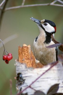 Great Spotted Woodpecker, Great Spotted Woodpecker, Birds, High Size, Portrait, Male, Piciform,