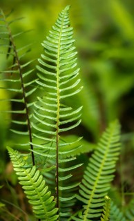 Blechnum spicant, European rib fern, common ribbed fern, struthiopteris spicant, deer fern, flora,