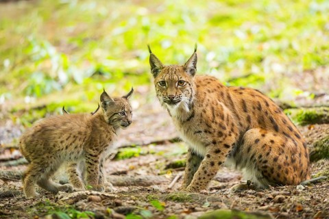 Eurasian lynx (Lynx lynx) mother with her youngster (cub) in a forest, Bavaria, Germany