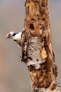 A woodpecker peeks out sceptically from behind a patch of tree bark, an autumnal scene, middle