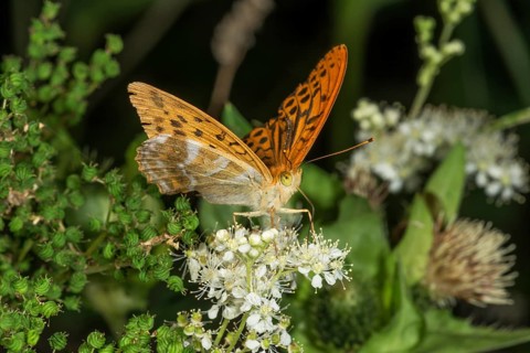 A male emperor moth (Argynnis paphi) is perched on a white angelica flower, surrounded by green