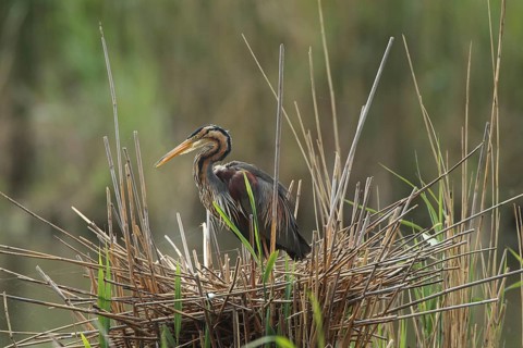 A heron sits on an elaborate reed nest, surrounded by greenery, a purple heron (Ardea purpurea) in