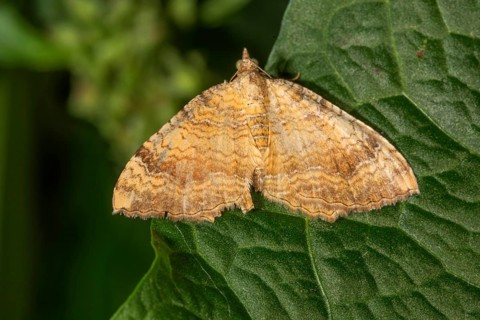 Yellow Shell (Camptogramma bilineata) with a detailed pattern rests on a green leaf,