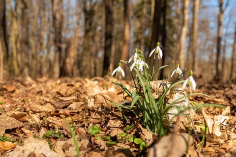 Amaryllidaceae, Galanthus nivalis, small snowdrop, daffodil family, snowdrop, amaryllis family,
