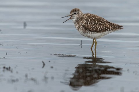 Bruchwasserlaeufer, tringa glareola, wood sandpiper, birds, charadriiformes, swamps, limikolen,