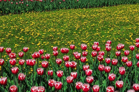 Two beds of red and white 'Canadiana' - Triumph Tulips separated by yellow Taraxacum officinale -