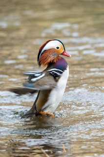 Aix galericulata, mandarin, mandarin duck, anatidae, bath, birds, ducks, ducks, ducks, ducks, male,