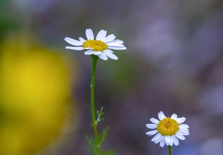 Asteraceae, beach chamomile, odorless beach chamomile, daisy, beach chamomile, tripleurospermum
