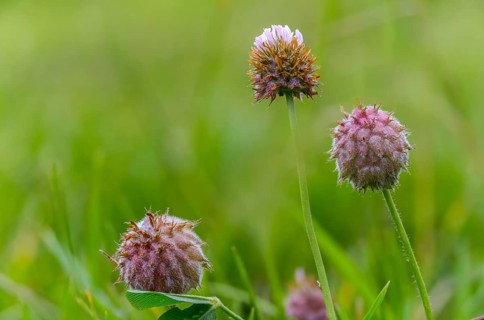 Strawberry clover, raspberry clover, trifolium fragiferum, flora, plants, plants, strawberry clover