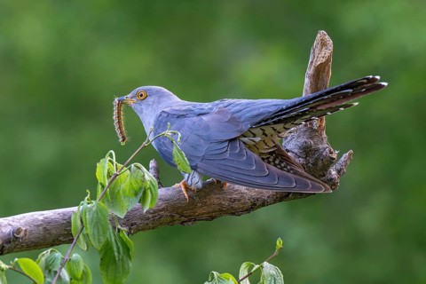 Cuckoo (Cuculus canorus), male, perched on a branch with a caterpillar in its beak, Jenbach, Tyrol,