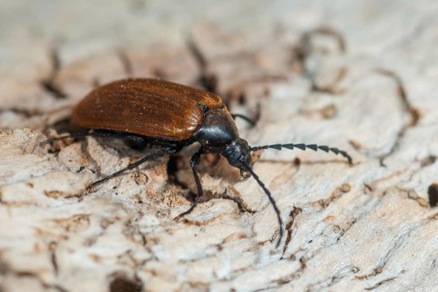 Brown Saw-Horned Darkling Beetle, Pseudocistela Ceramboides, Saw-horned Longhorn Plant Beetle,