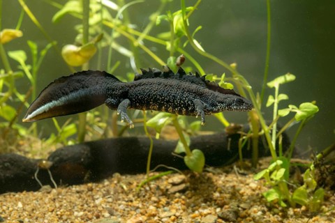 Great crested newt, crested newt, northern crested newt, Triturus cristatus, amphibians,