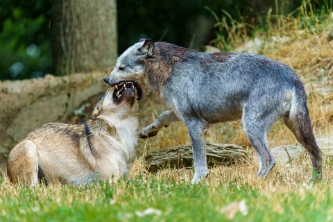 Timberwolf, wolf, American wolf (Canis lupus lycaon), Germany, a wolf engaged in an aggressive