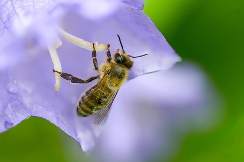Apidae, apis mellifera, bees, European honey bee, European honeybee, hymenoptera, western honey