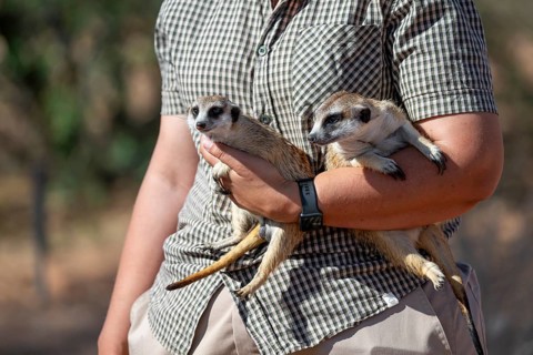 Woman holding a meerkat (Suricatta suricata) in her hands, meerkat breeding centre, Northern Cape,