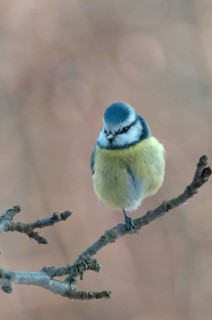 Blue tit, parus caeruleus, birds, feeding, high size, portrait format, tits, passeri, songbirds,