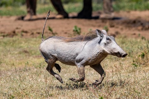 Warthog (Phacochoerus africanus) running with tail raised, Addo Elephant National Park, Eastern