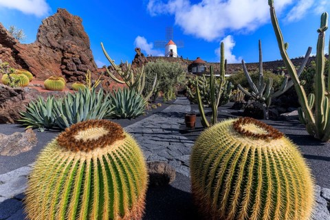 Lanzarote, Canary Islands, Spain, Europe, Cesar Manrique Jardin de Cactus near Guatiza, stone path