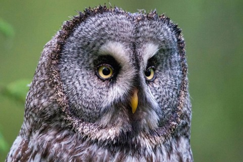 Bearded owl, Finland, Great Grey Owl, Strix nebulosa, birds, owls, strigiformes, birds, female
