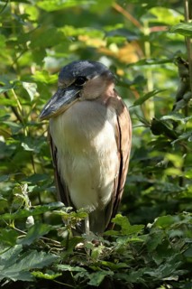A bird stands amongst the dense foliage, surrounded by green leaves in a peaceful, natural setting,