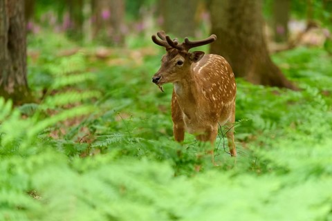 A stag stands in a green fern forest, gazing intently into the distance, fallow deer (Dama dama),
