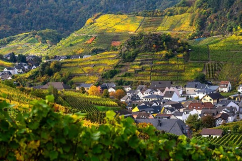 Vineyards in autumn in the central Ahr valley, near Mayschoß, Rhineland-Palatinate