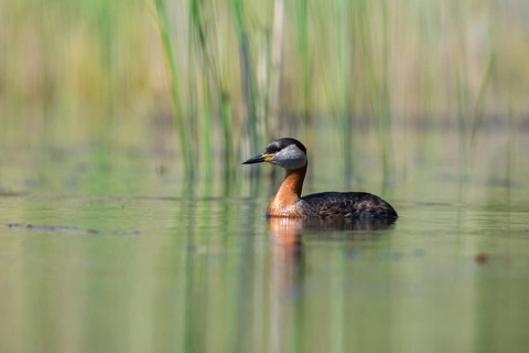 Brandenburg, Germany, Nabu, Nabu project, national natural heritage, Grünhaus natural paradise,
