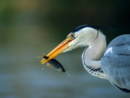Ardea cinerea, heron, gray heron, birds, ciconiiformes, hunting, leo, heron, walking birds, wading