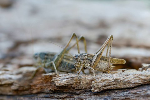 Grey bush cricket, deciduous locusts, platycleis albopunctata, tettigonioidea, western bite scare,