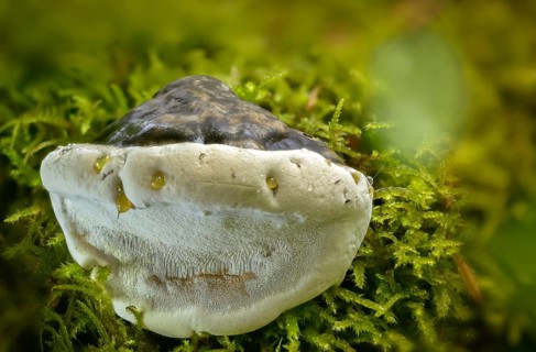 Ganoderma lucidum, glossy ganoderma, shiny lacquer porling, ling zhi, reishi, shiny polyporus,