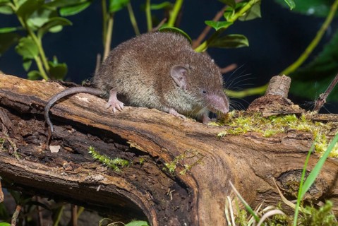 Crocidura Russula, Greater White-Toothed Shrew, House Shrew, Insectivora, Insectivora, Mammals,