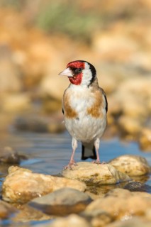Carduelis carduelis, goldfinch, goldfinch, goldfinch, bath, bird bath, birds, high size, portrait