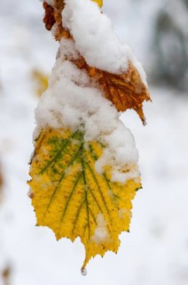 Autumn, detail, autumn, autumn leaves, high size, portrait format, snow, snow