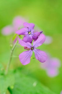 Annual honesty, Judas penny or garden moon violet (Lunaria annua), flowers, North Rhine-Westphalia,