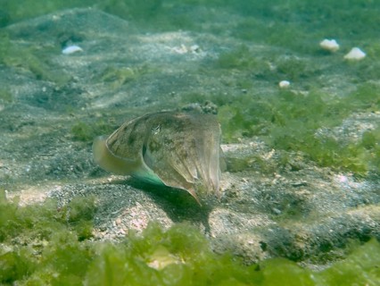 A common cuttlefish (Acanthosepion aculeatum) hovers above the seabed, surrounded by seaweed, at