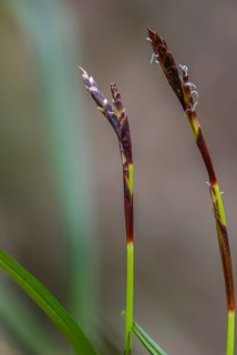 Carex digitata, cyperaceae, fingered sedge, finger harrow, sourgrass family, flora, high size,
