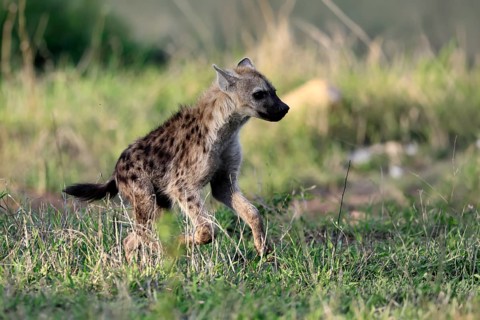 Spotted hyena (Crocuta crocuta), subadult, young animal, running, Kruger National Park, South