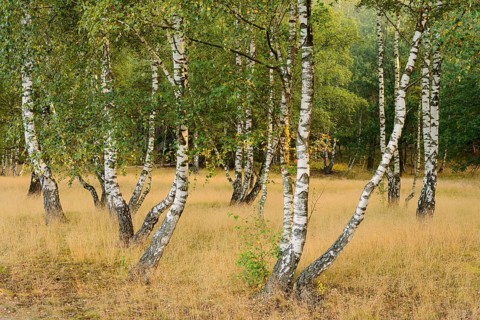 Weeping birches (Betula pendula) in heathland, Westruper Heide, North Rhine-Westphalia, Germany