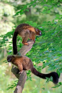 Red-bellied lemur (Eulemur rubriventer), adult, female, male, pair, on a tree trunk, alert,