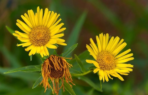 Elecampane, inula ensifolia, pentanema ensifolium, narrow-leaf elecampane, sword elecampane,