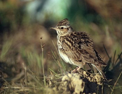 Woodlark, Lullula Arborea, Woodlark, Birds, Larks, Passeri, Songbirds, Birds
