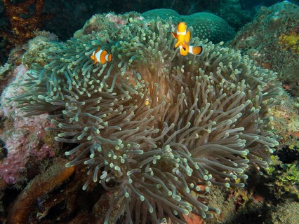 Two clownfish swimming in a giant anemone (Stichodactyla gigantea) on the reef, Spice Reef dive