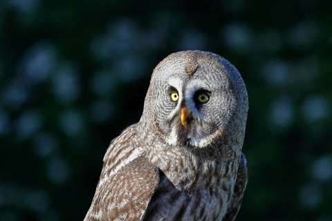 Great Grey Owl (Strix nebulosa), in captivity, detailed close-up, characteristic facial disc, head,