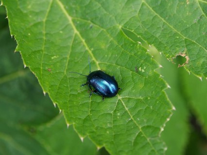 A shiny beetle, the butterbur leaf beetle (Oreina cacaliae), is perched on a large green leaf,